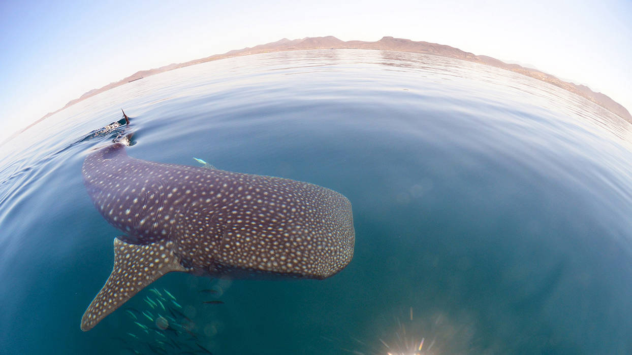 whale shark