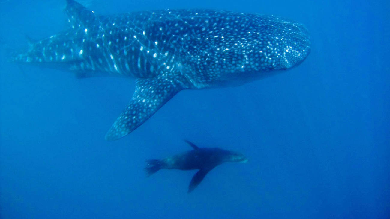 whals shark and sea lion